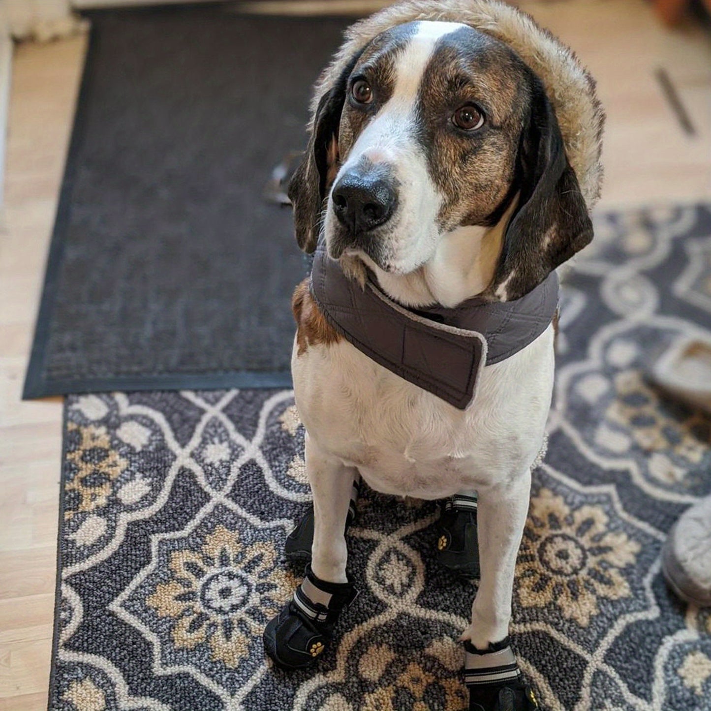Dog Shoes For large Dogs