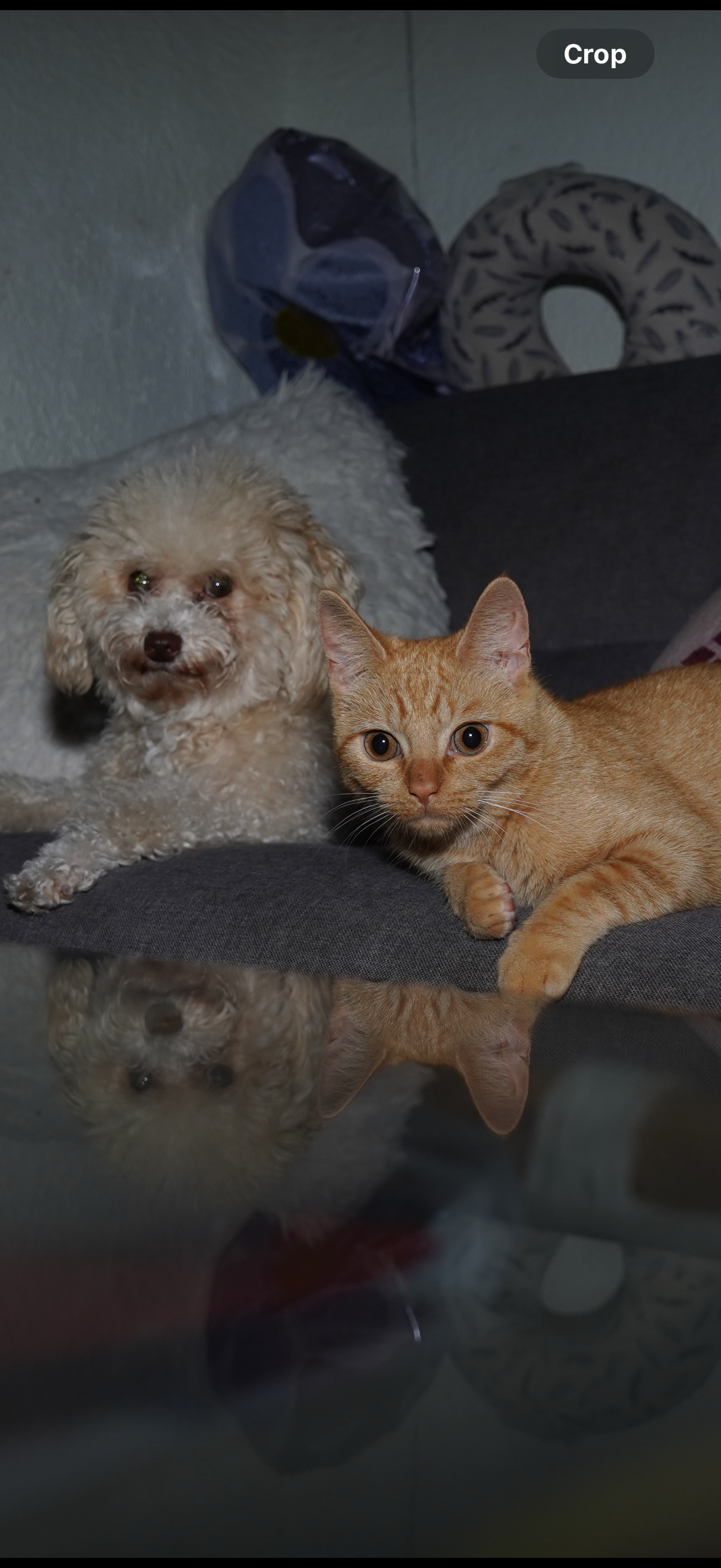 Animals And Pet Supplies