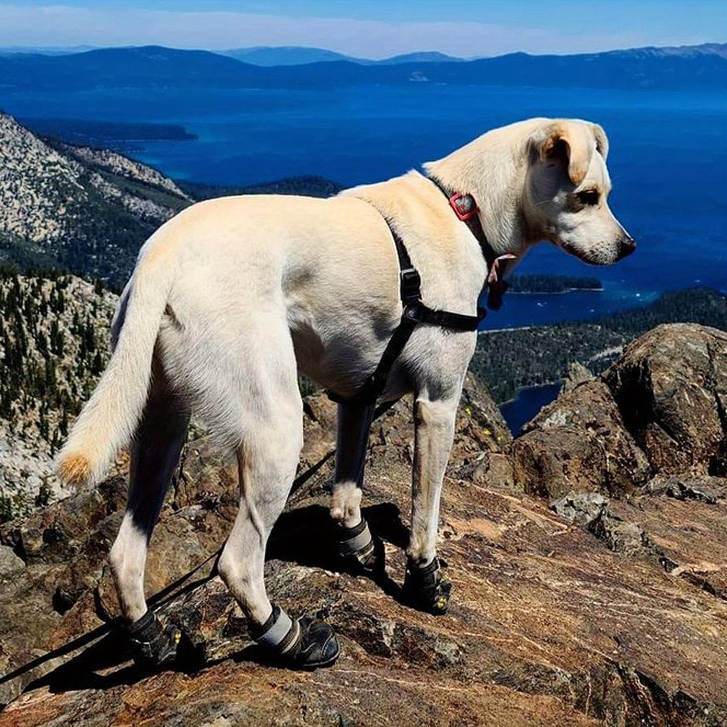 Dog Shoes For large Dogs