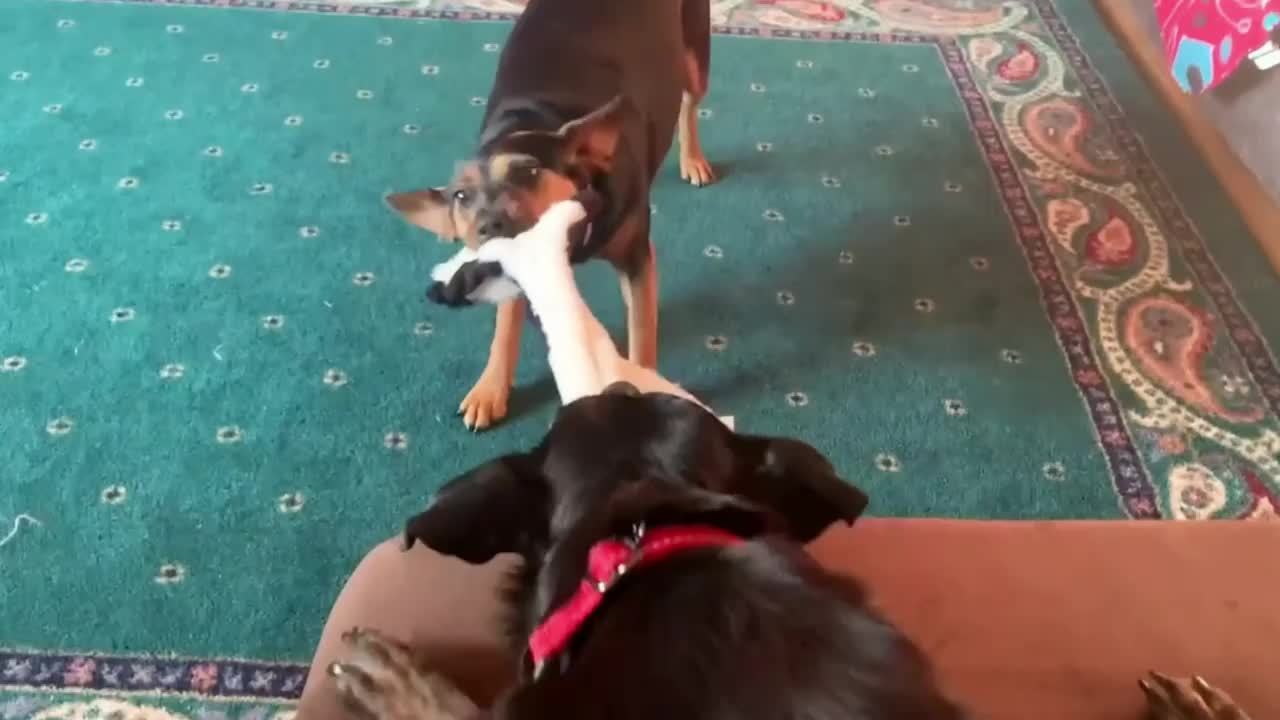 Amazing Pet DogToys 5 Pack